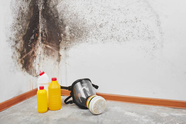 Best Black Mold Remediation in Walnut Park, CA